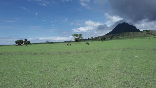 A vast, lush green savanna landscape under a dramatic sky with a prominent mountain peak. Several water buffaloes (Asian Bubalus Bubalis) are seen peacefully grazing across the wide, open field.
