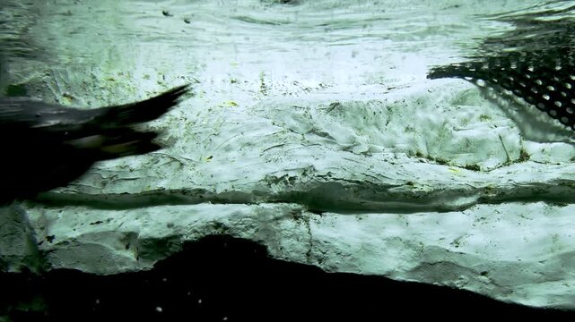 Three gentoo penguins (Pygoscelis papua) swim one behind the other, propelling themselves through the water with their flippers as if flying, near a white shore that looks like ice.
