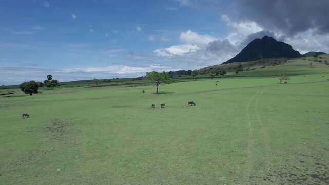 A majestic aerial slow ascent shot revealing a lush green savanna where several water buffaloes (Asian Bubalus Bubalis) are grazing, framed by a prominent mountain peak and dramatic cloudy sky.
