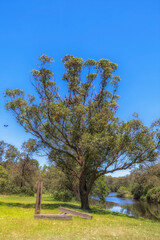 Parramatta park river foxes tree vert