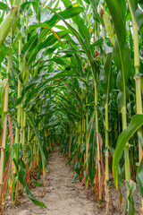 Obraz premium Green leafy stalks of corn plant close up. Growing maize, one of the most popular and in-demand agricultural crops.