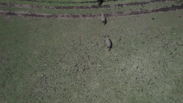 Drone shots showing water buffaloes (Asian Bubalus Bubalis) grazing, resting, and bathing under a large, shady tree in a dry, green savanna landscape with the ocean visible in the distance.

