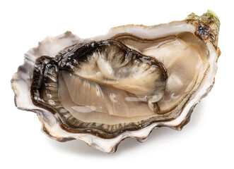 Opened raw oyster isolated on white background, clipping path. Delicacy food. © volff