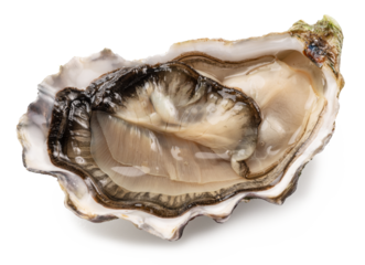 Opened raw oyster isolated on white background, clipping path. Delicacy food.