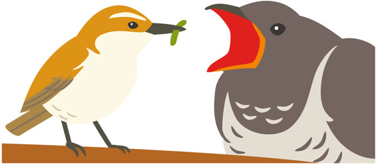 托卵する野鳥のカッコウのイラスト素材