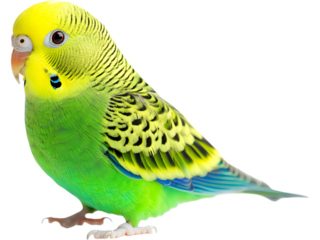 Green budgerigar isolated on transparent background. Cute domestic parakeet for pet, nature, and wildlife themed designs.