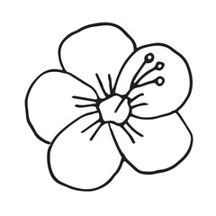 Hibiscus flower, element, hand drawing, vector illustration