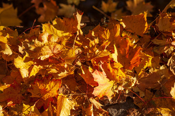 Bunt verfärbte Ahornblätter auf dem Boden liegend, Deutschland