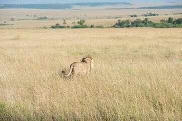 Lion in the savannah