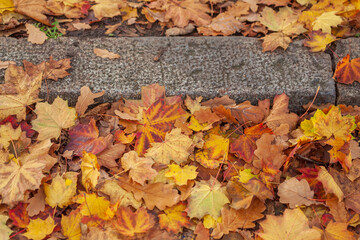 Bunt verfärbte Ahornblätter auf dem Boden liegend, Deutschland