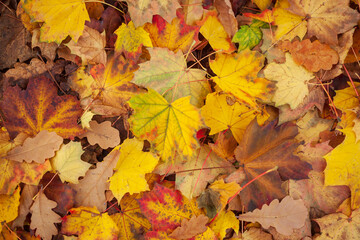 Bunt verfärbte Ahornblätter auf dem Boden liegend, Deutschland