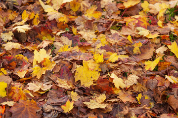 Bunt verfärbte Ahornblätter auf dem Boden liegend, Deutschland