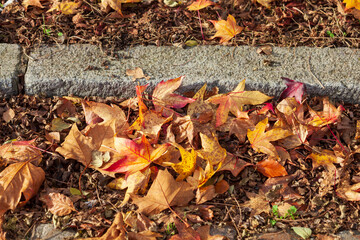 Bunt verfärbte Ahornblätter auf dem Boden liegend mit Bordstein,  Deutschland