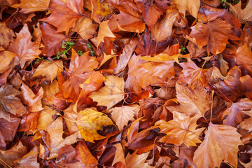 Verfärbte nasse Ahornblätter auf dem Boden liegend, Deutschland