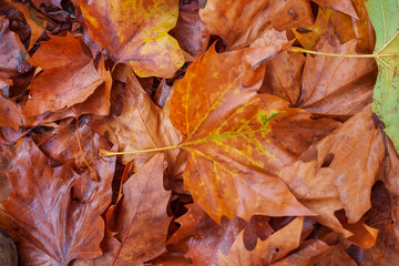 Verfärbte nasse Ahornblätter auf dem Boden liegend, Deutschland