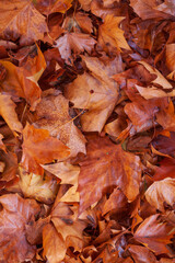 Verfärbte nasse Ahornblätter auf dem Boden liegend, Deutschland