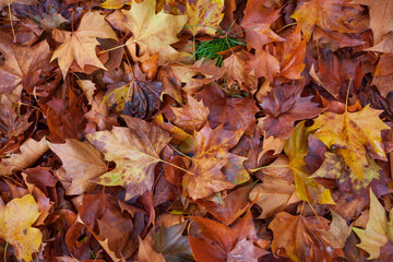 Verfärbte nasse Ahornblätter auf dem Boden liegend, Deutschland