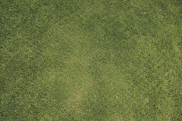 芝生背景素材　パターン　05