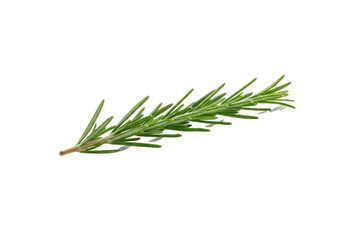 Fototapeta premium Vibrant green rosemary sprig, detailed needle-like leaves, diagonally on transparent background, soft shadow, copy space, concept of natural wellness and organic purity