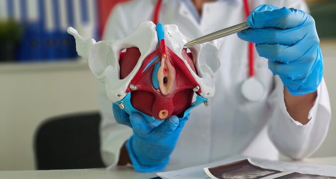 Gynecologist shows anatomy of the location of pelvis with muscles