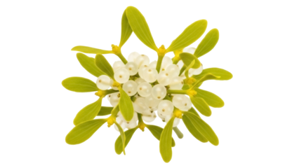 Isolated fresh mistletoe with leaves and white berries, festive plant for decoration