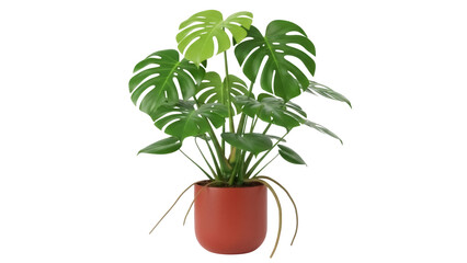 Fototapeta premium Isolated monstera deliciosa in a pot, popular houseplant with distinctive split leaves indoors