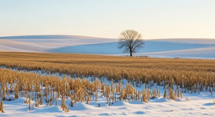 A lone tree stands in a snow-covered field, with a golden cornfield stretching out in the foreground.