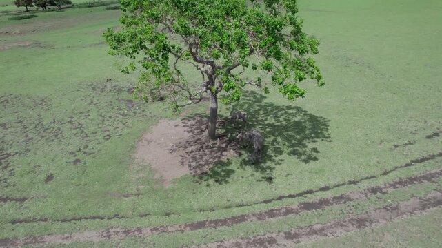 A dynamic aerial shot circling a lush, green tree providing shade in a vast, dry savanna landscape. Below the canopy, two water buffaloes (Asian Bubalus Bubalis) are peacefully grazing.
