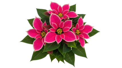 Isolated bright pink Poinsettia flower, Christmas symbol, festive holiday plant blossom