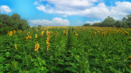 A vast field of sunflowers under a clear summer sky
