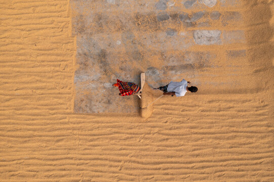 Aerial view of a man raking grains on a textured surface, creating a striking contrast of golden hues against the muted tones of the ground, Bogura, Rajshahi Division, Bangladesh.