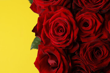 Bouquet of flowers: fresh red roses on a yellow background
