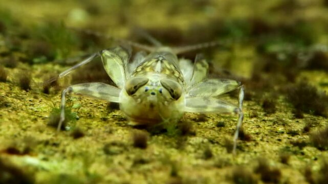 Mayfly clinger nymph (Cinygma sp.) underwater, crawling along a rock in a trout stream, face-on front low angle view ultra macro close-up.
