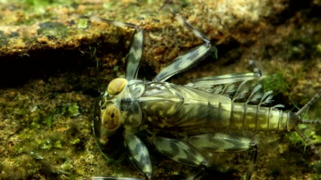 Mayfly clinger nymph (Cinygma sp.) underwater, crawling along a rock in a trout stream, top view ultra macro close-up.