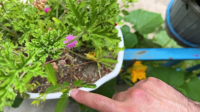 Sensitive shame plant mimosa pudica plant flowering leaves blooming touch motion folding Hyrcanian forest Iran lush meadow tropical ecosystem vibrant herb curiosity discovery nature sustainable growth
