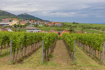 Vineyard in Sankt Martin near Neustadt an der Weinstrasse, along a touristic route through German vineyards