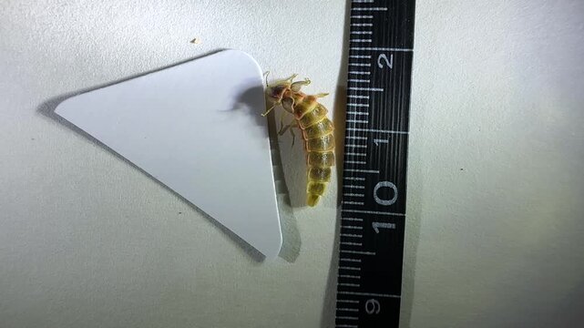 Mating Firefly in wood Female Beetle Glowing Worm Larvae Tropical Mist Climate Summer White Background Iran Tehran Nature Wildlife Macro Green Leaf Bug Closeup Forest Wilderness Bioluminescence Bright