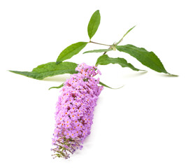 Buddleja flowers