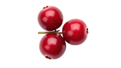 Isolated cranberries on a sprig, close-up of three shiny tart ruby red berries, ripe fruit