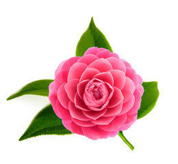 Pink Camellia  flower