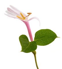 Pink honeysuckle  flower
