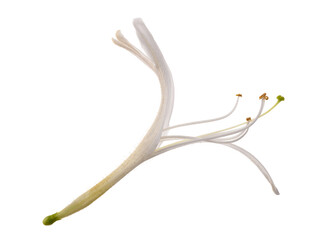 Honeysuckle flower