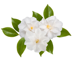 White camellias