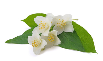 Sweet mock orange flowers