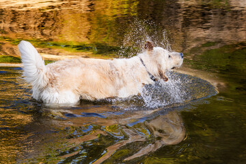 Golden Retriever dog splashing water while playing and running in shallow river outdoors