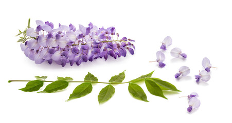 Wisteria branch with flowers