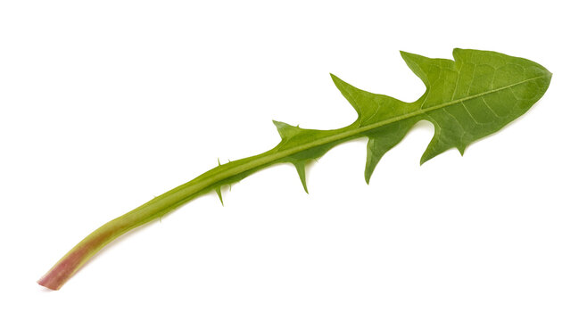 Dandelion leaf