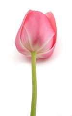 Pink tulip flower