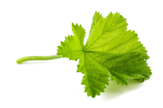 Green Mallow leaf