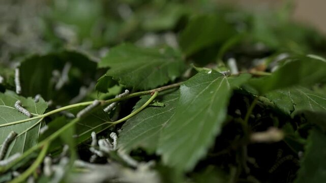 Expensive Persian Silk Origin in Silk road back to the source of silk Worm White Creature eat Green Mulberries Leaf Agriculture Background Insect Larva in Nature Sericulture Traditional Summer Thread
